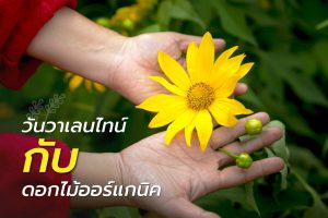 ดอกไม้ออร์แกนิก