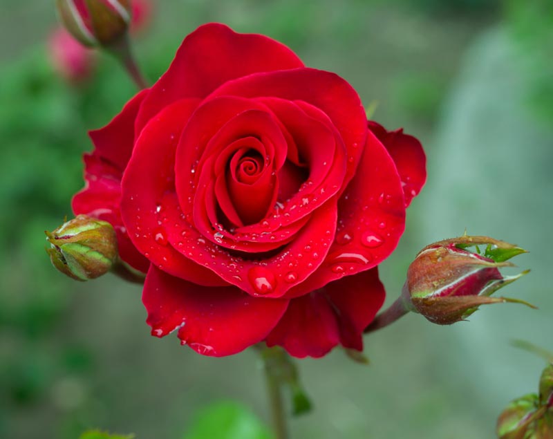 กุหลาบสีแดง