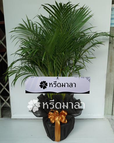 พวงหรีดต้นหมากเหลือง หรีดมาลา